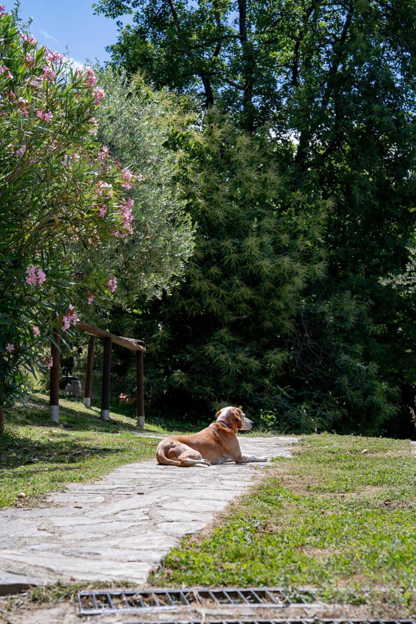 Agriturismo I Due Ghiri - Cinque Terre Calice al Cornoviglio Exterior photo